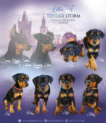 tender storm a stenatka