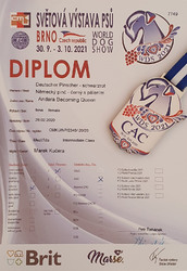 Německý pinč wds andy diplom